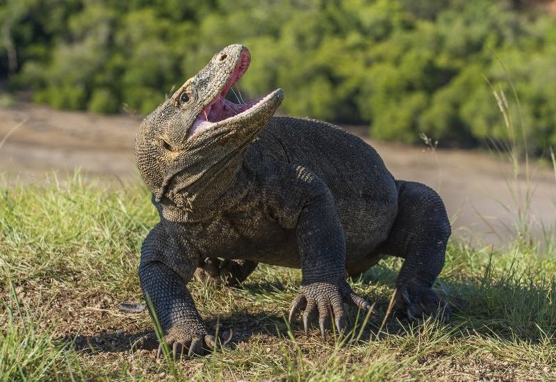 how to survive a komodo dragon attack in 9 ways
